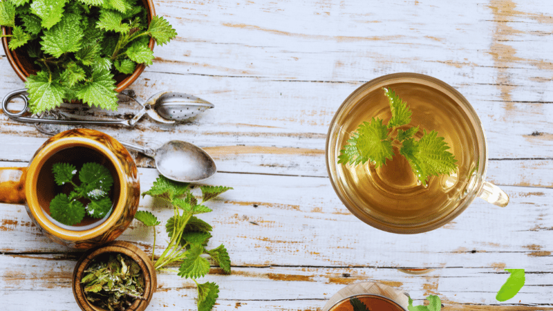 شاي نبات القراص في علاج النقرس